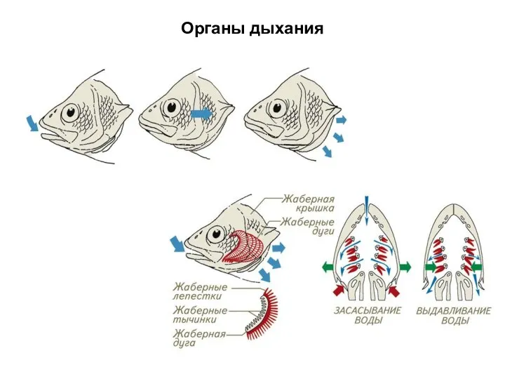 Органы дыхания