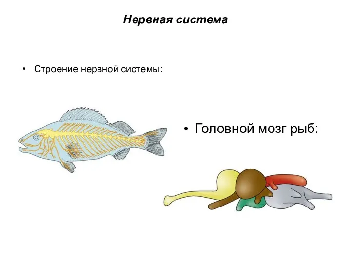 Нервная система Строение нервной системы: Головной мозг рыб: