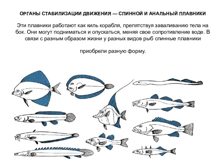 ОРГАНЫ СТАБИЛИЗАЦИИ ДВИЖЕНИЯ — СПИННОЙ И АНАЛЬНЫЙ ПЛАВНИКИ Эти плавники работают