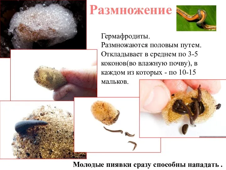 Размножение Гермафродиты. Размножаются половым путем. Откладывает в среднем по 3-5 коконов(во