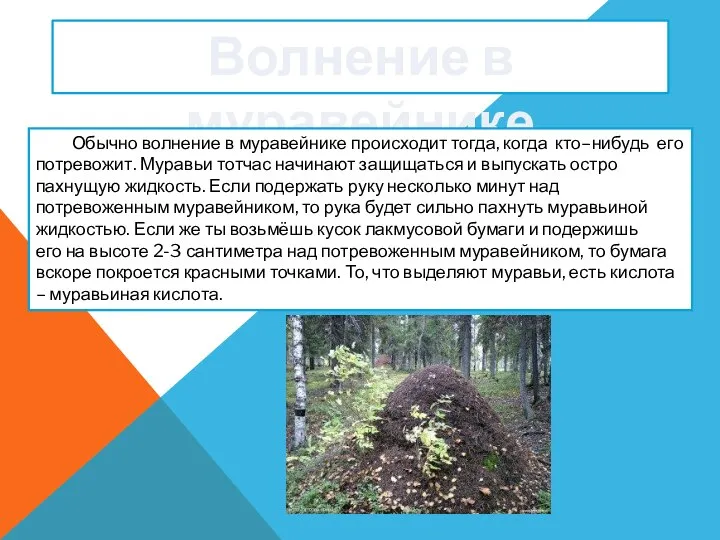 Волнение в муравейнике Обычно волнение в муравейнике происходит тогда, когда кто–нибудь