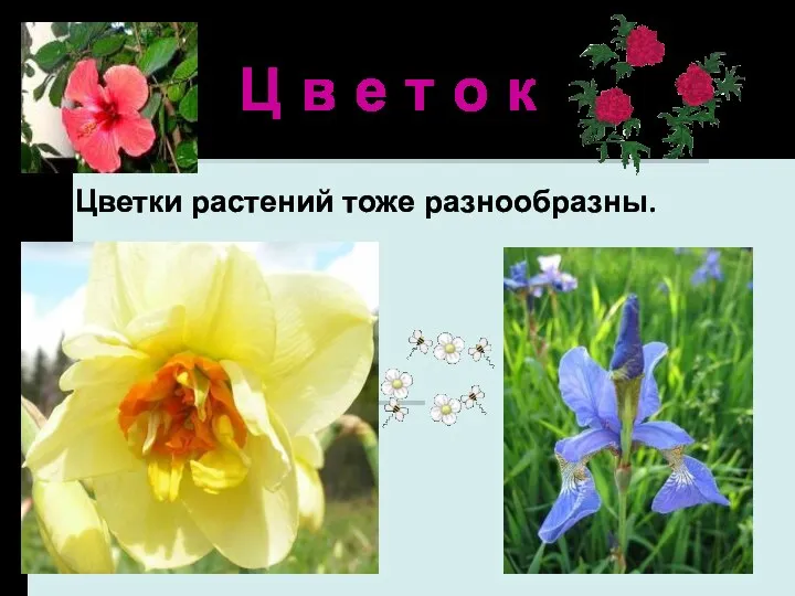 Ц в е т о к Цветки растений тоже разнообразны.