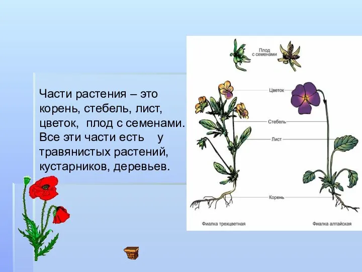 Части растения – это корень, стебель, лист, цветок, плод с семенами.