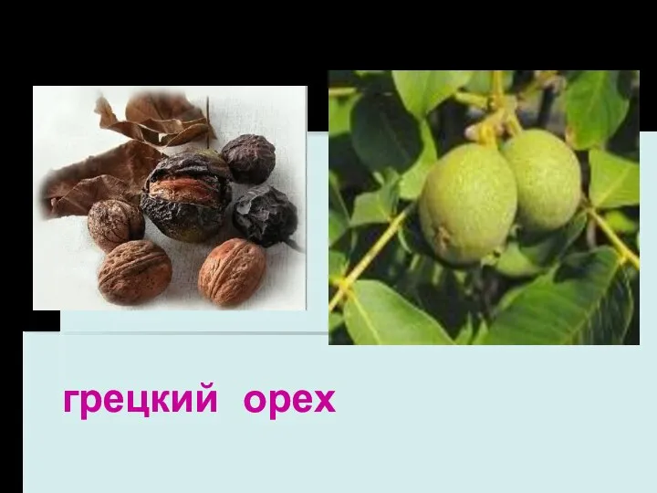 грецкий орех