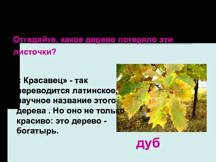 Берёза, рябина, осина, тополь и орешник– лиственные растения. дуб Отгадайте, какое