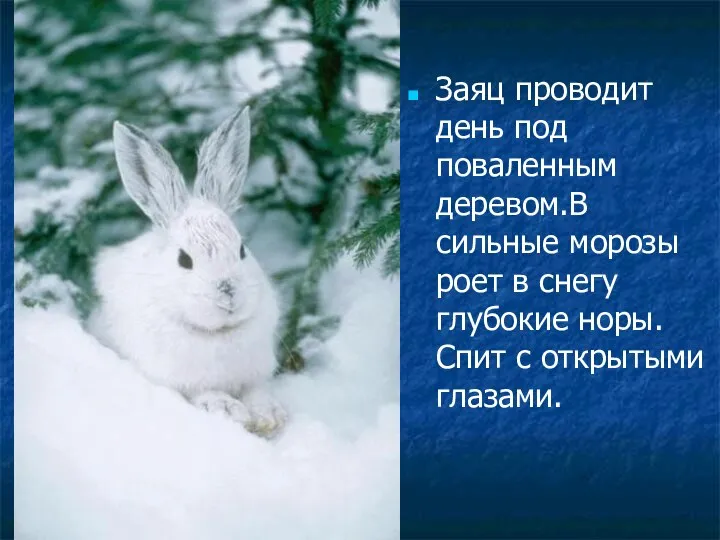 Заяц проводит день под поваленным деревом.В сильные морозы роет в снегу глубокие норы.Спит с открытыми глазами.