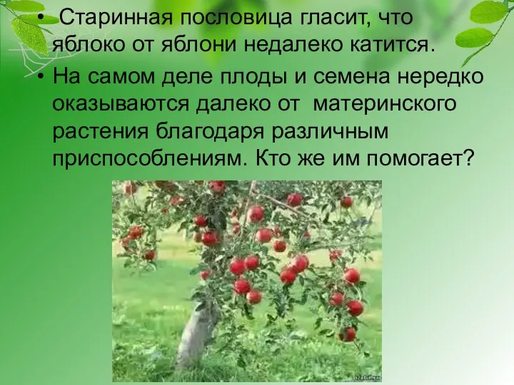 Старинная пословица гласит, что яблоко от яблони недалеко катится. На самом