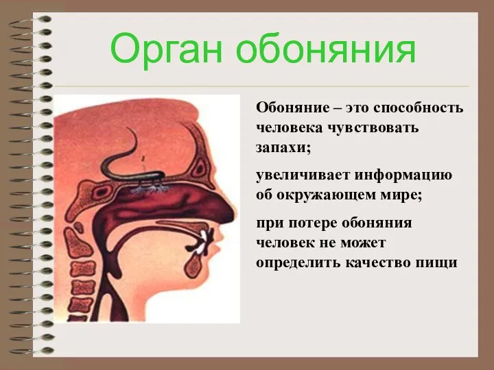 Орган обоняния Обоняние – это способность человека чувствовать запахи; увеличивает информацию