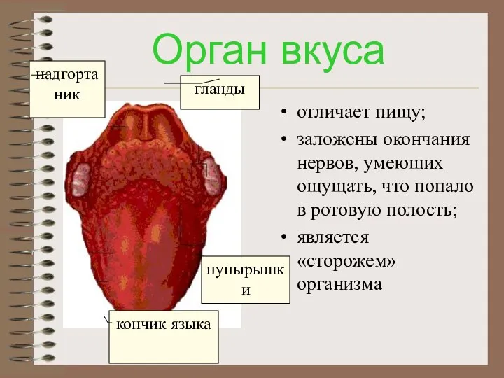 Орган вкуса отличает пищу; заложены окончания нервов, умеющих ощущать, что попало