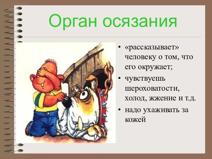 Орган осязания «рассказывает» человеку о том, что его окружает; чувствуешь шероховатости,