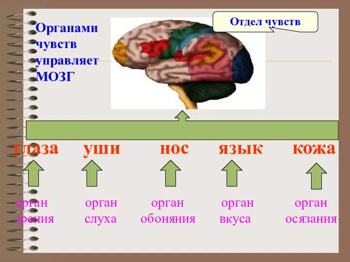 глаза уши нос язык кожа орган орган орган орган орган зрения