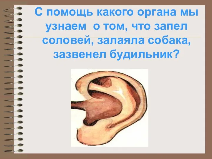 С помощь какого органа мы узнаем о том, что запел соловей, залаяла собака, зазвенел будильник?