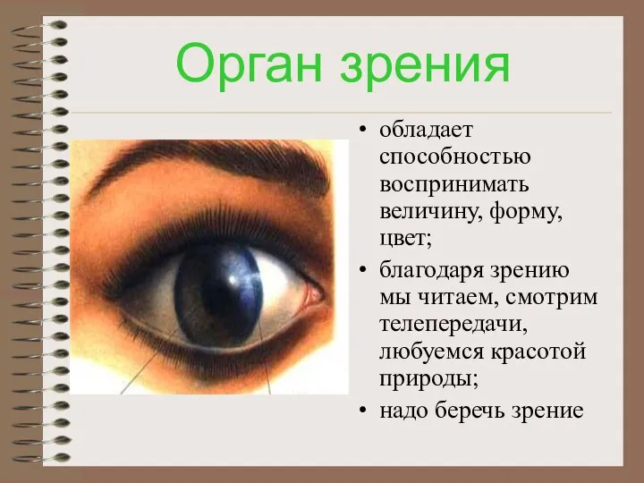 Орган зрения обладает способностью воспринимать величину, форму, цвет; благодаря зрению мы