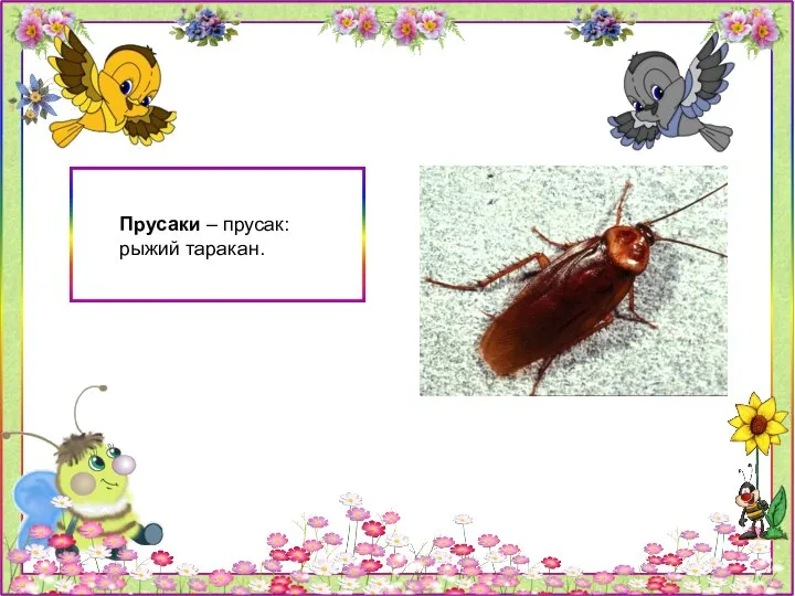 Прусаки – прусак: рыжий таракан.