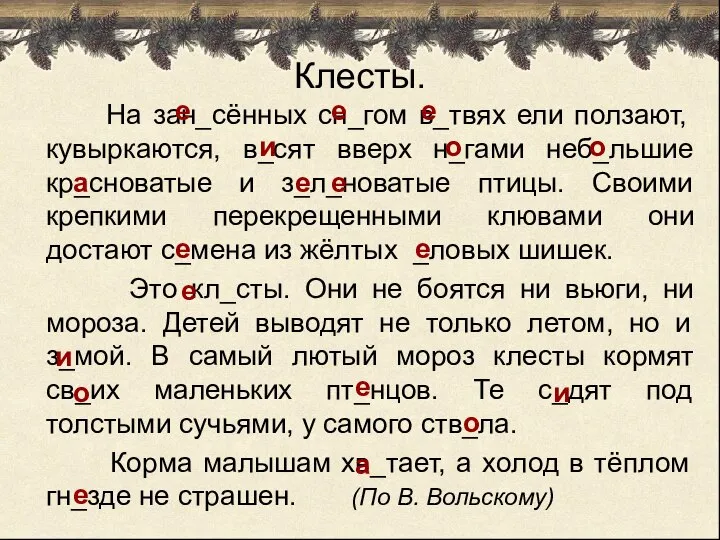 Клесты. На зан_сённых сн_гом в_твях ели ползают, кувыркаются, в_сят вверх н_гами