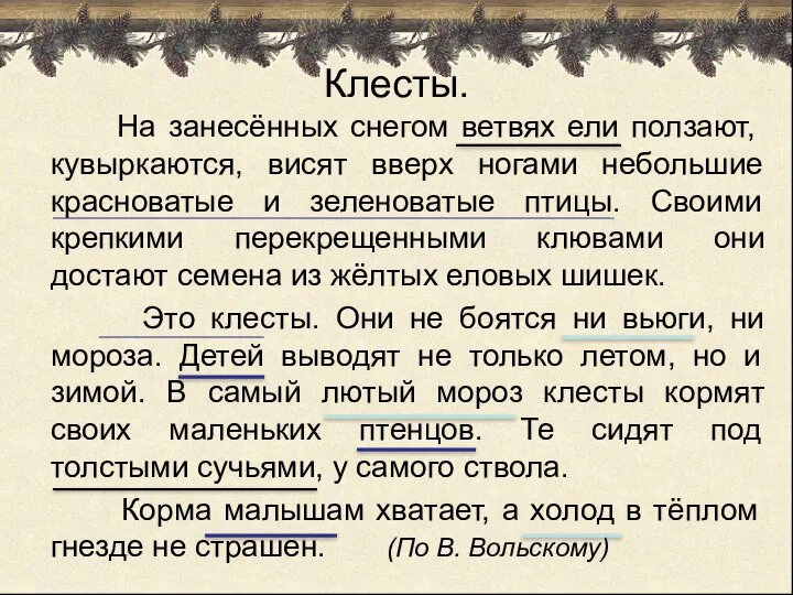 Клесты. На занесённых снегом ветвях ели ползают, кувыркаются, висят вверх ногами