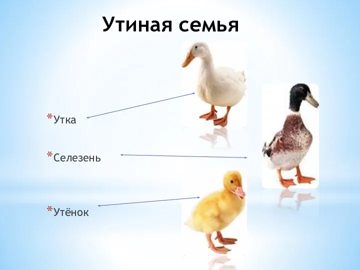 Утиная семья Утка Селезень Утёнок