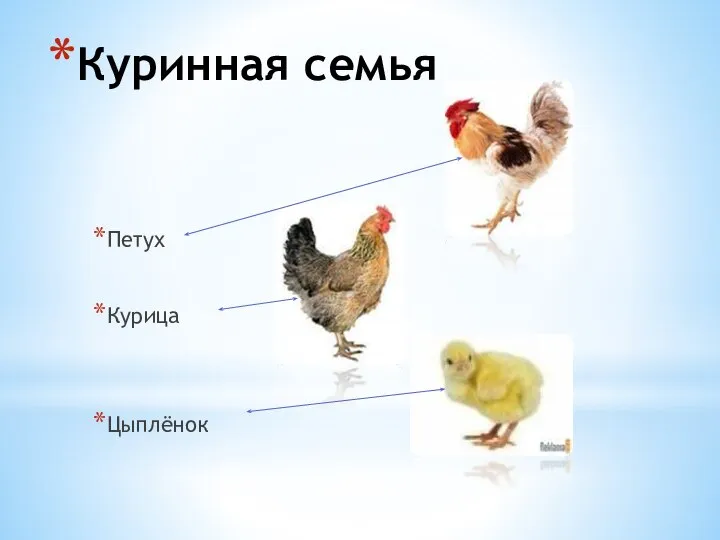 Куринная семья Петух Курица Цыплёнок