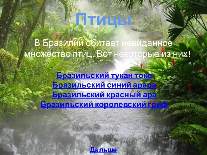 Птицы В Бразилии обитает невиданное множество птиц. Вот некоторые из них!