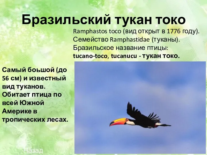 Бразильский тукан токо Ramphastos toco (вид открыт в 1776 году). Семейство