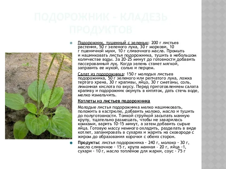 ПОДОРОЖНИК – КЛАДЕЗЬ ПРОДУКТОВ Подорожник, тушенный с зеленью: 200 г листьев