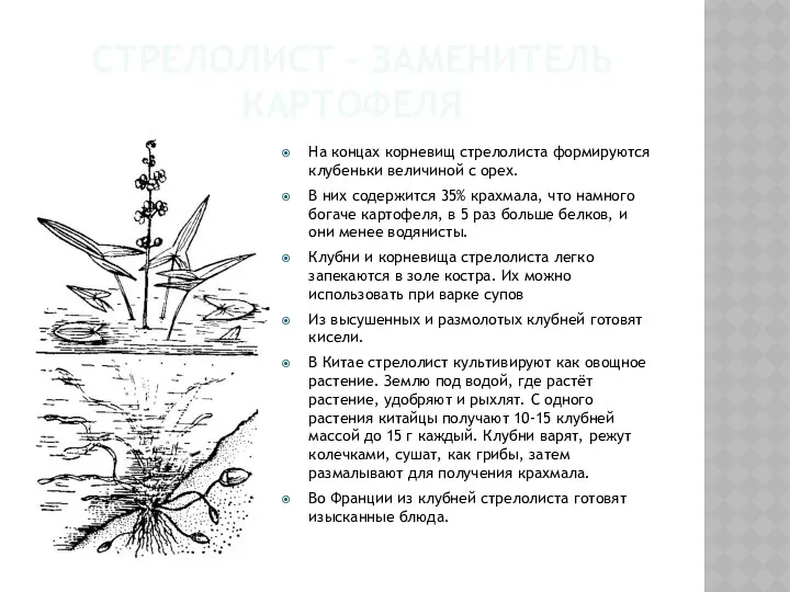 СТРЕЛОЛИСТ – ЗАМЕНИТЕЛЬ КАРТОФЕЛЯ На концах корневищ стрелолиста формируются клубеньки величиной