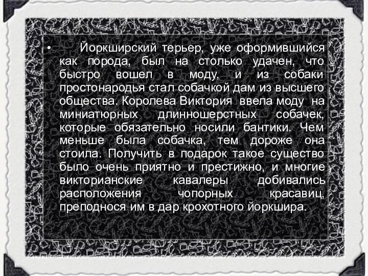 Йоркширский терьер, уже оформившийся как порода, был на столько удачен, что