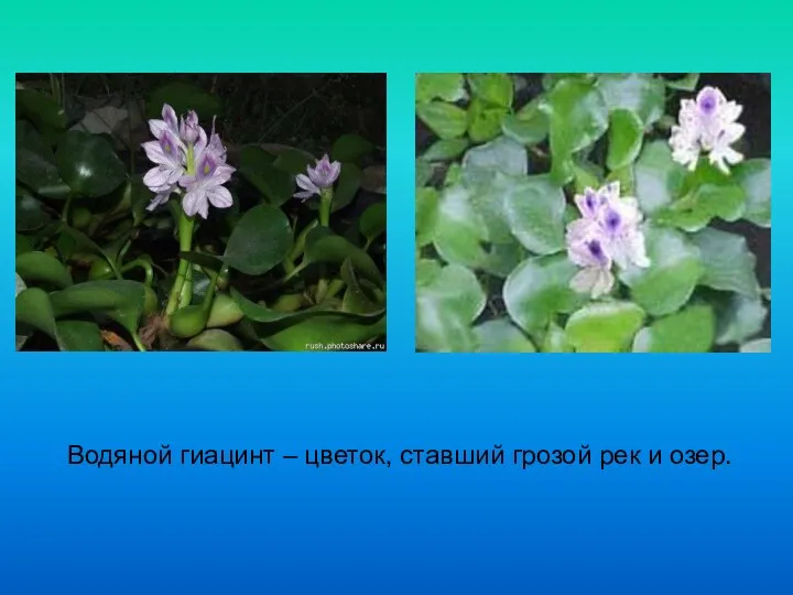 Водяной гиацинт – цветок, ставший грозой рек и озер.