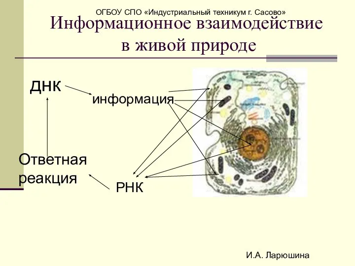 И.А. Ларюшина Информационное взаимодействие в живой природе днк информация РНК Ответная реакция