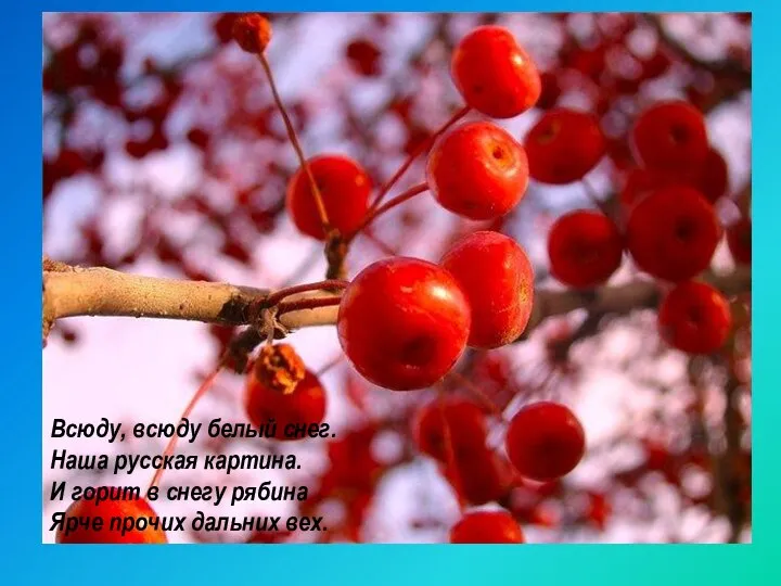 Всюду, всюду белый снег. Наша русская картина. И горит в снегу рябина Ярче прочих дальних вех.