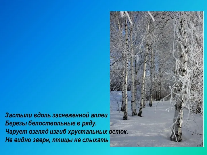 Застыли вдоль заснеженной аллеи Березы белоствольные в ряду. Чарует взгляд изгиб