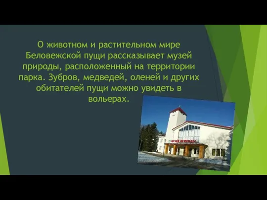 О животном и растительном мире Беловежской пущи рассказывает музей природы, расположенный