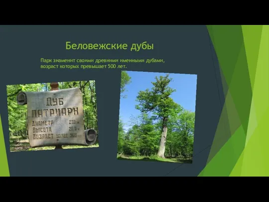 Беловежские дубы Парк знаменит своими древними именными дубами, возраст которых превышает 500 лет.