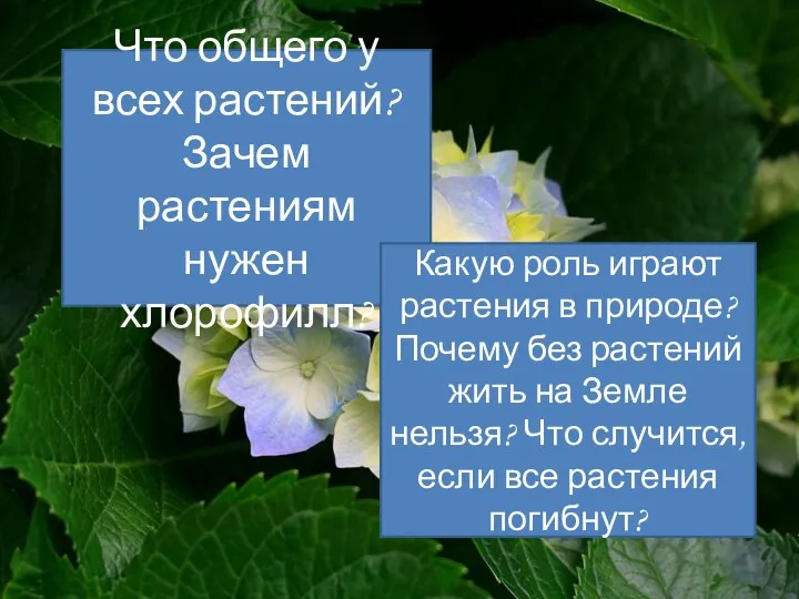 Что общего у всех растений? Зачем растениям нужен хлорофилл? Какую роль