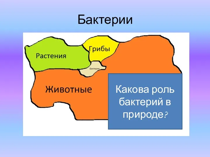 Бактерии Какова роль бактерий в природе?