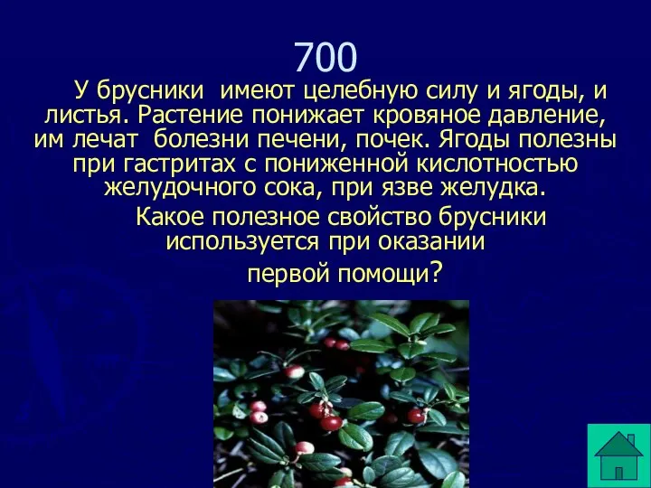 У брусники имеют целебную силу и ягоды, и листья. Растение понижает