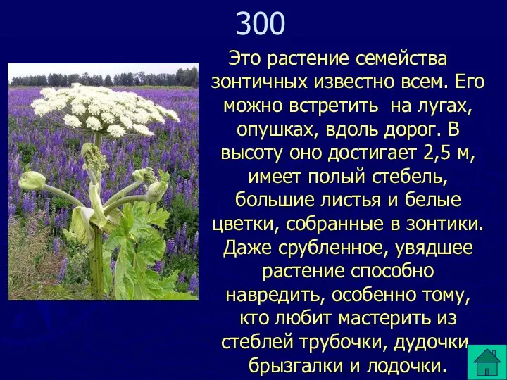 Это растение семейства зонтичных известно всем. Его можно встретить на лугах,