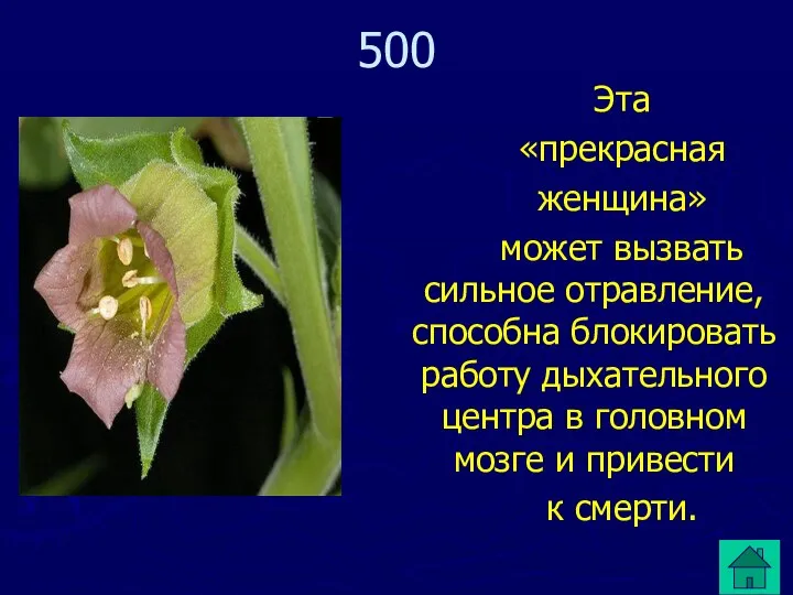 Эта «прекрасная женщина» может вызвать сильное отравление, способна блокировать работу дыхательного