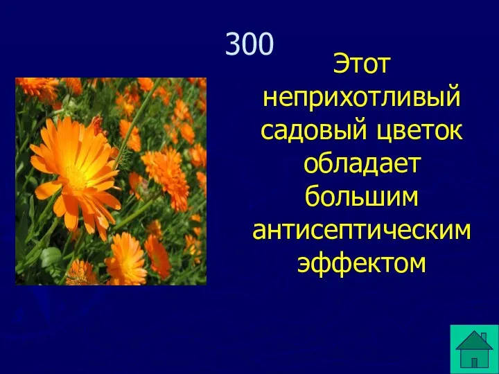 Этот неприхотливый садовый цветок обладает большим антисептическим эффектом 300