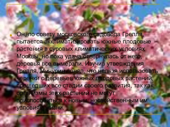 Он, по совету московского садовода Грелля, пытается акклиматизировать южные плодовые растения