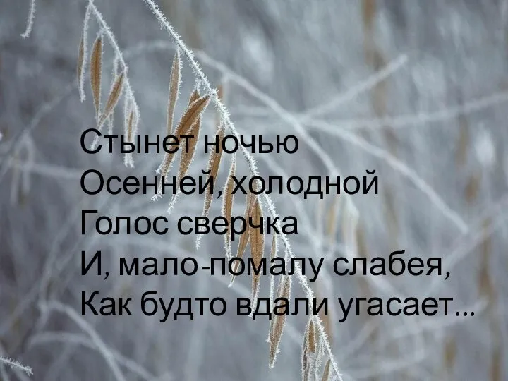 Стынет ночью Осенней, холодной Голос сверчка И, мало-помалу слабея, Как будто