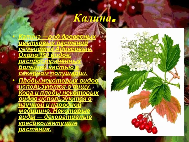 Калина. Калина —род древесных цветковых растений семейства Адоксовые. Около 150 видов,