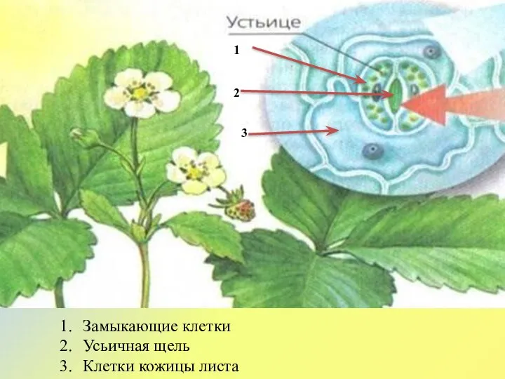 1 2 3 Замыкающие клетки Усьичная щель Клетки кожицы листа