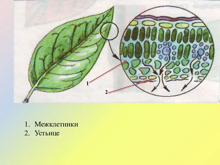 1 2 Межклетники Устьице