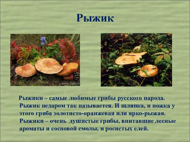 Рыжик Рыжики – самые любимые грибы русского народа. Рыжик недаром так