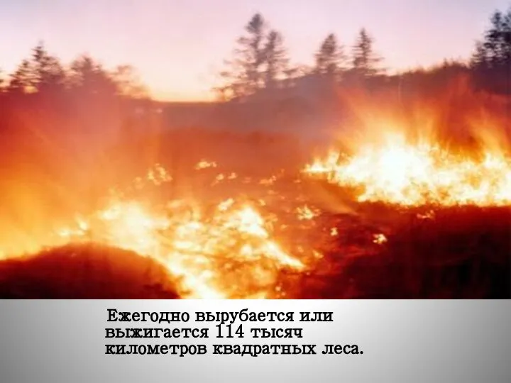 Ежегодно вырубается или выжигается 114 тысяч километров квадратных леса.