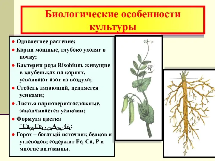 Биологические особенности культуры ● Однолетнее растение; ● Корни мощные, глубоко уходят