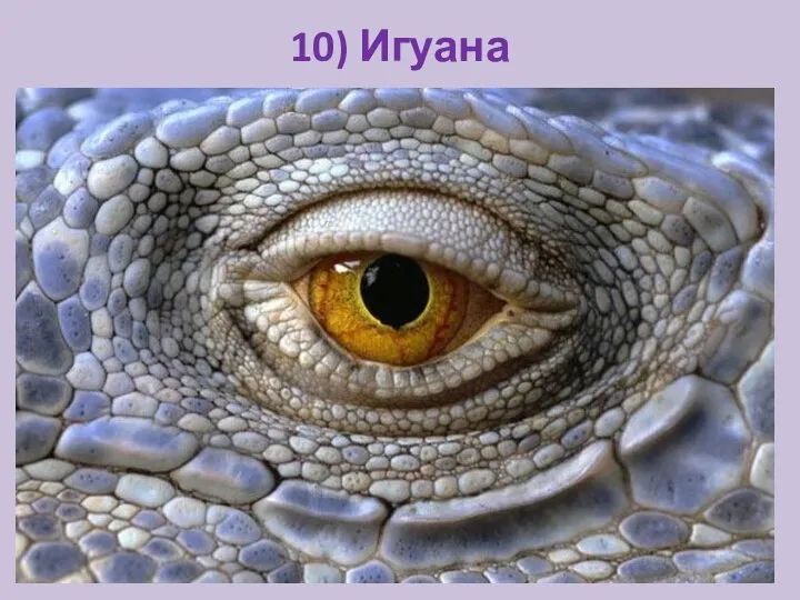 10) Игуана