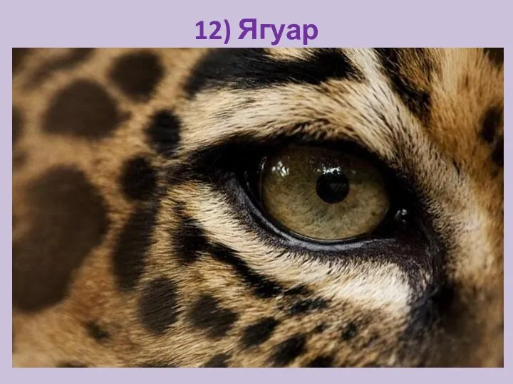 12) Ягуар