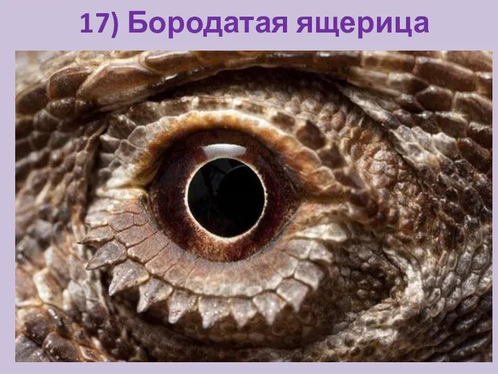 17) Бородатая ящерица